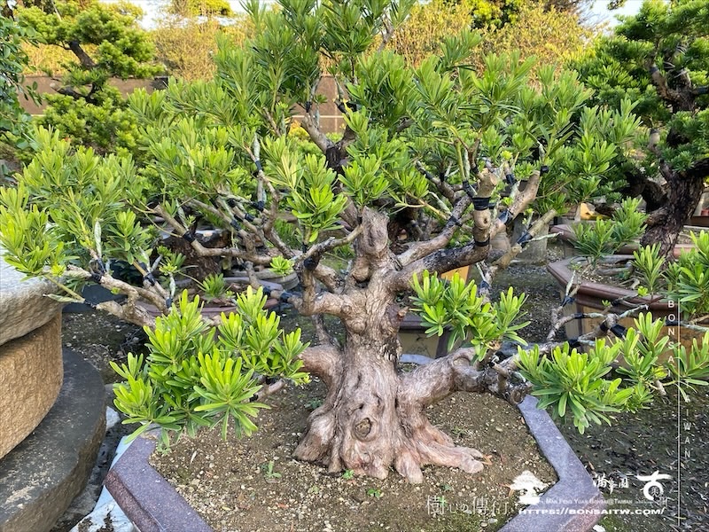 img 8034 1 [晶鑽羅漢松]等待，是為了下一次的蛻變(115) 盆栽(Bonsai)