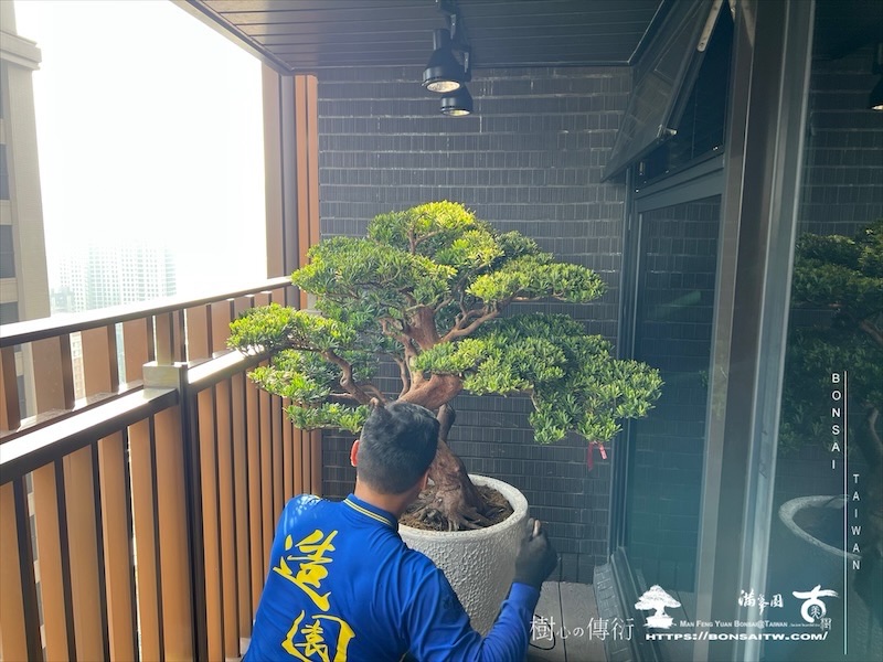 img 0261 1 [我們的作品]露台景觀設計施工-案1018 盆栽(Bonsai)