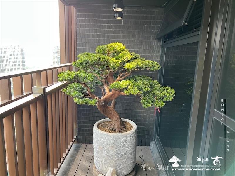 img 0262 1 [我們的作品]露台景觀設計施工-案1018 盆栽(Bonsai)