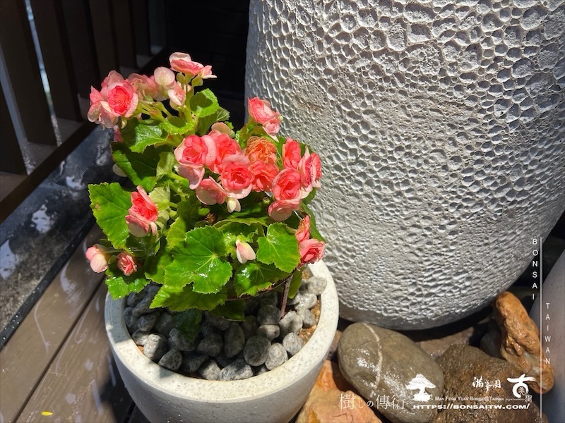img 0266 1 [我們的作品]露台景觀設計施工-案1018 盆栽(Bonsai)