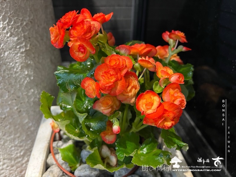 img 0267 1 [我們的作品]露台景觀設計施工-案1018 盆栽(Bonsai)