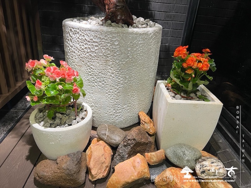 img 0270 1 [我們的作品]露台景觀設計施工-案1018 盆栽(Bonsai)