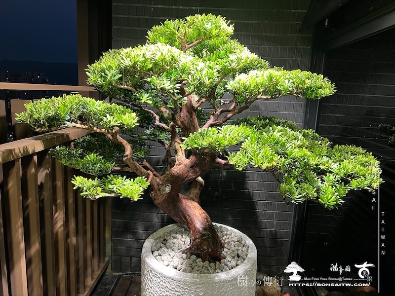 img 0271 1 [我們的作品]露台景觀設計施工-案1018 盆栽(Bonsai)