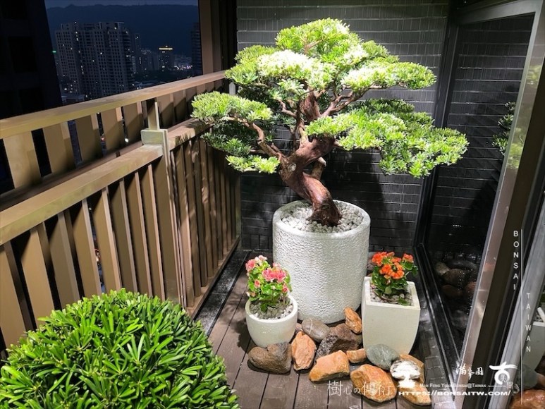 img 0274 1 [我們的作品]露台景觀設計施工-案1018 盆栽(Bonsai)