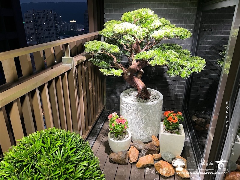 img 0274 1 [我們的作品]露台景觀設計施工-案1018 盆栽(Bonsai)