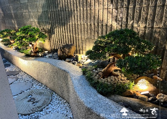 img 1539 1 [我們的作品]小庭景觀設計施工-案1105 羅漢松(Podocarpus costalis)