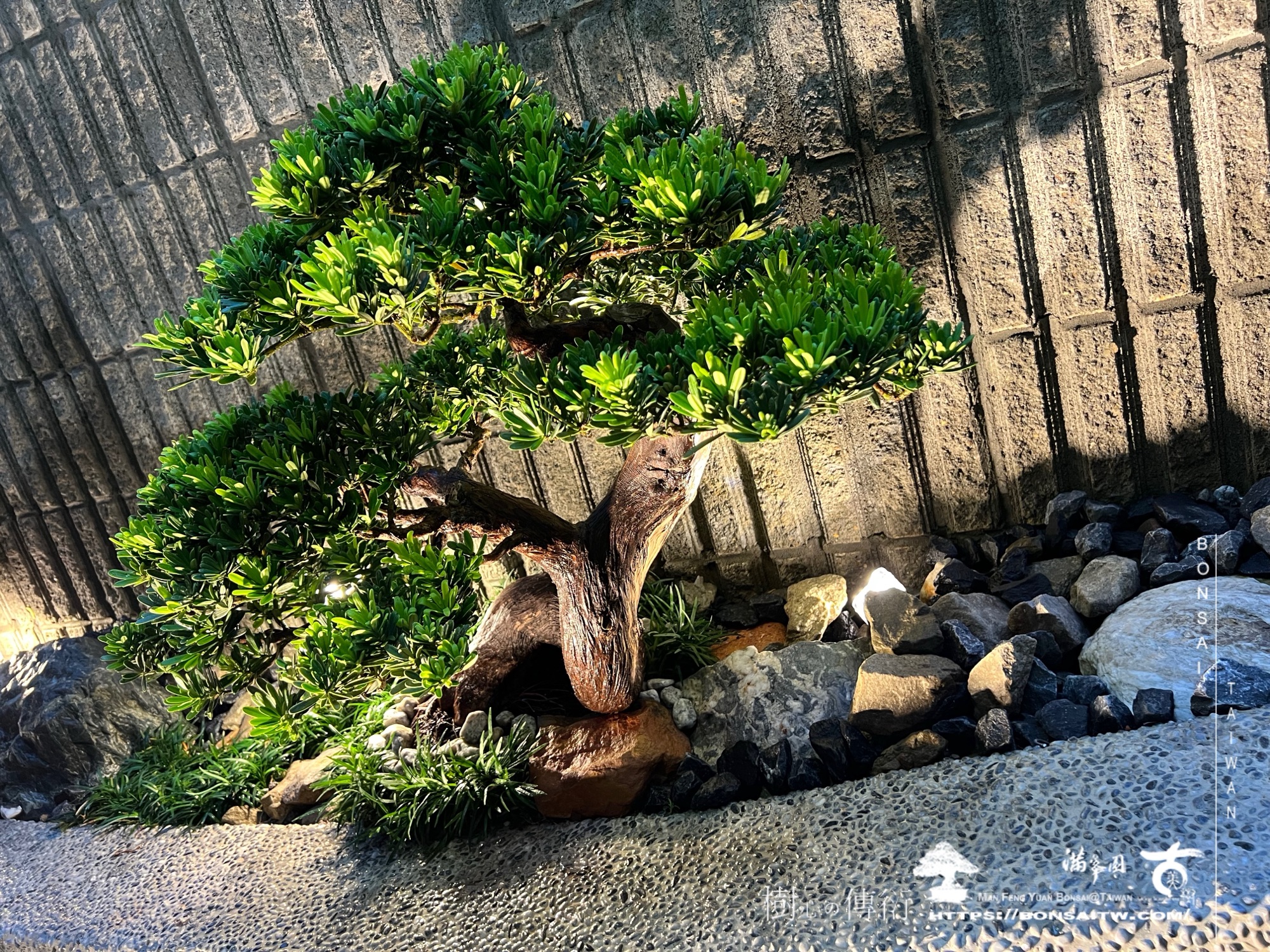 img 1543 1 [我們的作品]小庭景觀設計施工-案1105 盆栽(Bonsai)