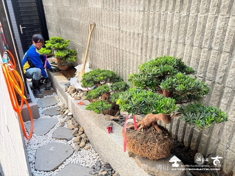 img 1550 1 [我們的作品]小庭景觀設計施工-案1105 盆栽(Bonsai)