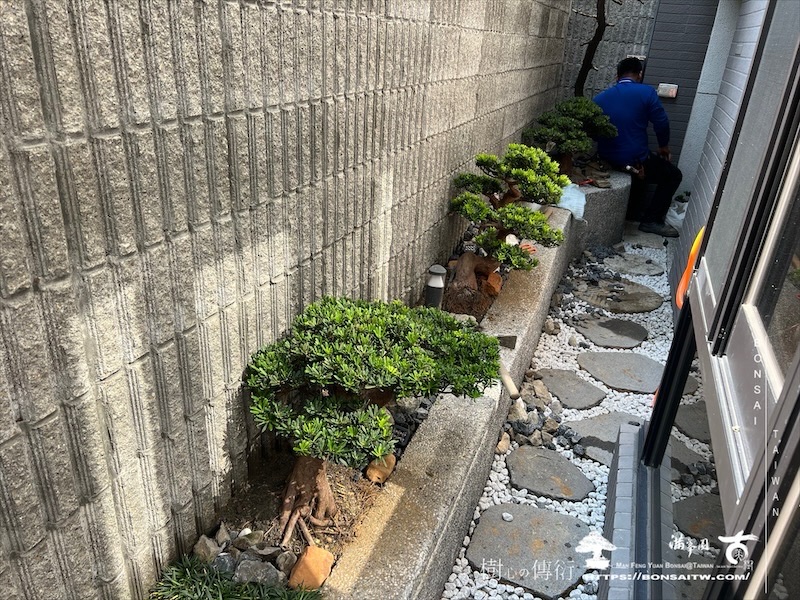 img 1553 1 [我們的作品]小庭景觀設計施工-案1105 盆栽(Bonsai)