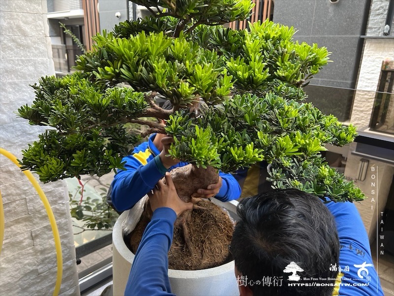 img 1559 1 [我們的作品]露台景觀設計施工-案1106 盆栽(Bonsai)