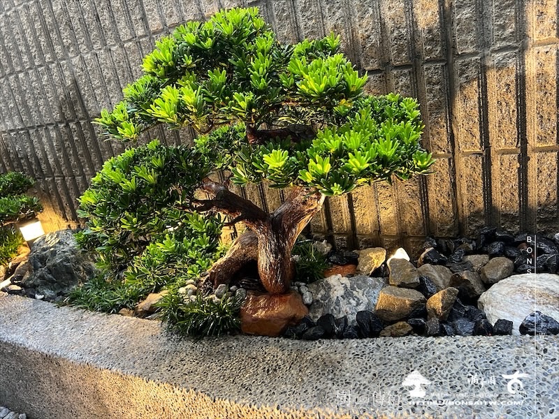 img 1565 1 [我們的作品]小庭景觀設計施工-案1105 盆栽(Bonsai)
