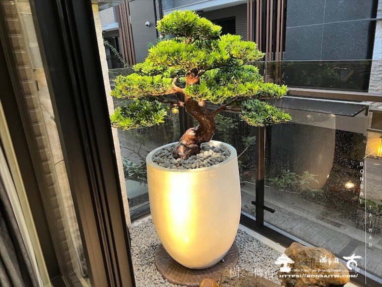 img 1582 1 [我們的作品]露台景觀設計施工-案1106 盆栽(Bonsai)