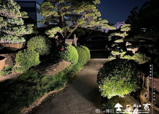 img 1603 1 [我們的作品]夜的氛圍 羅漢松(Podocarpus costalis)