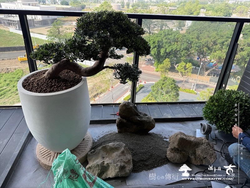 img 3337 1 [我們的作品]露台景觀設計施工-案1127 盆栽(Bonsai)