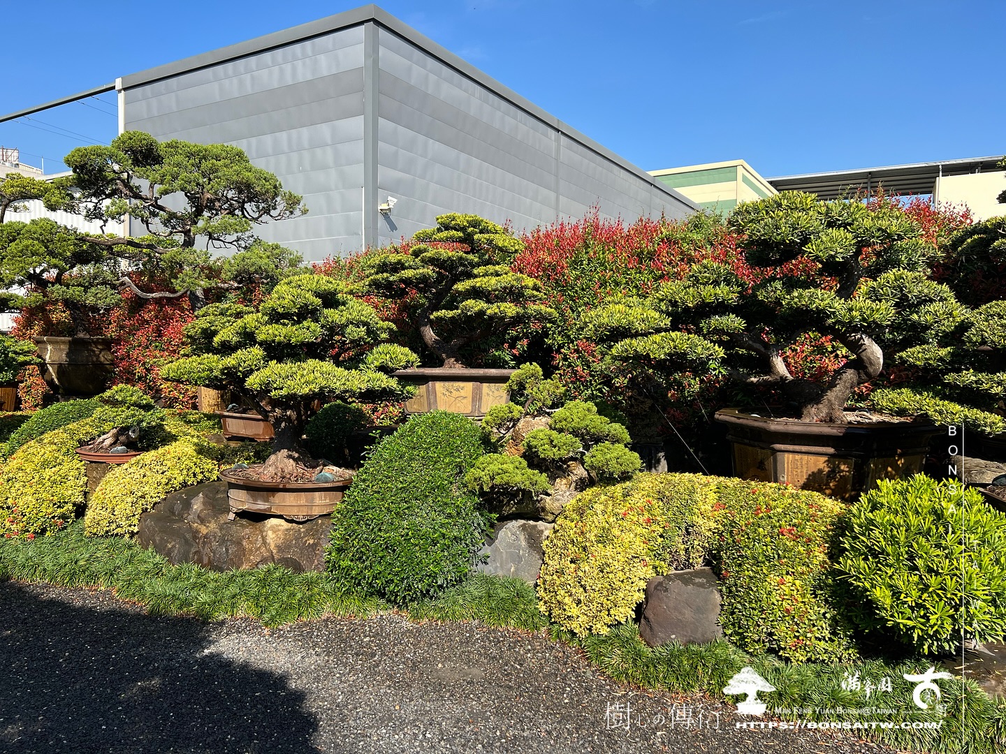 420638468 18378193639072922 7640371800526096355 n 走過精彩2024，一起加油！ 盆栽(Bonsai)