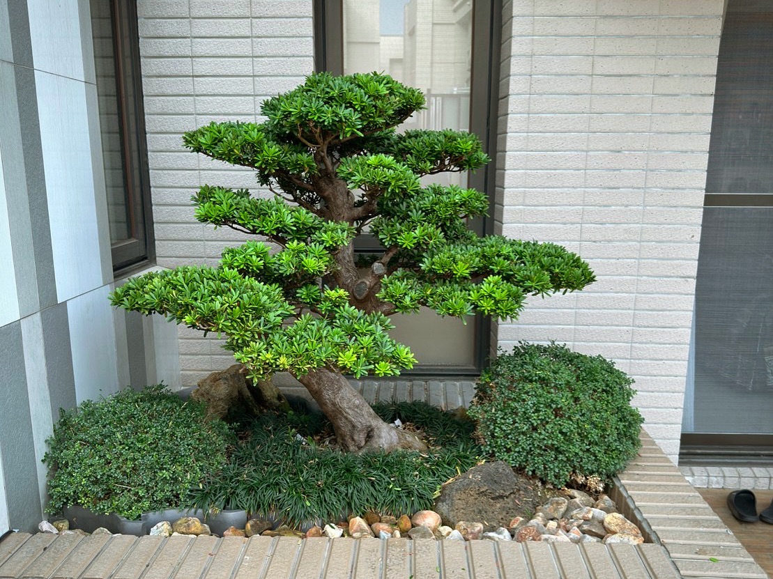 426126589 18380876782072922 7891123829996343187 n 走過精彩2024，一起加油！ 盆栽(Bonsai)