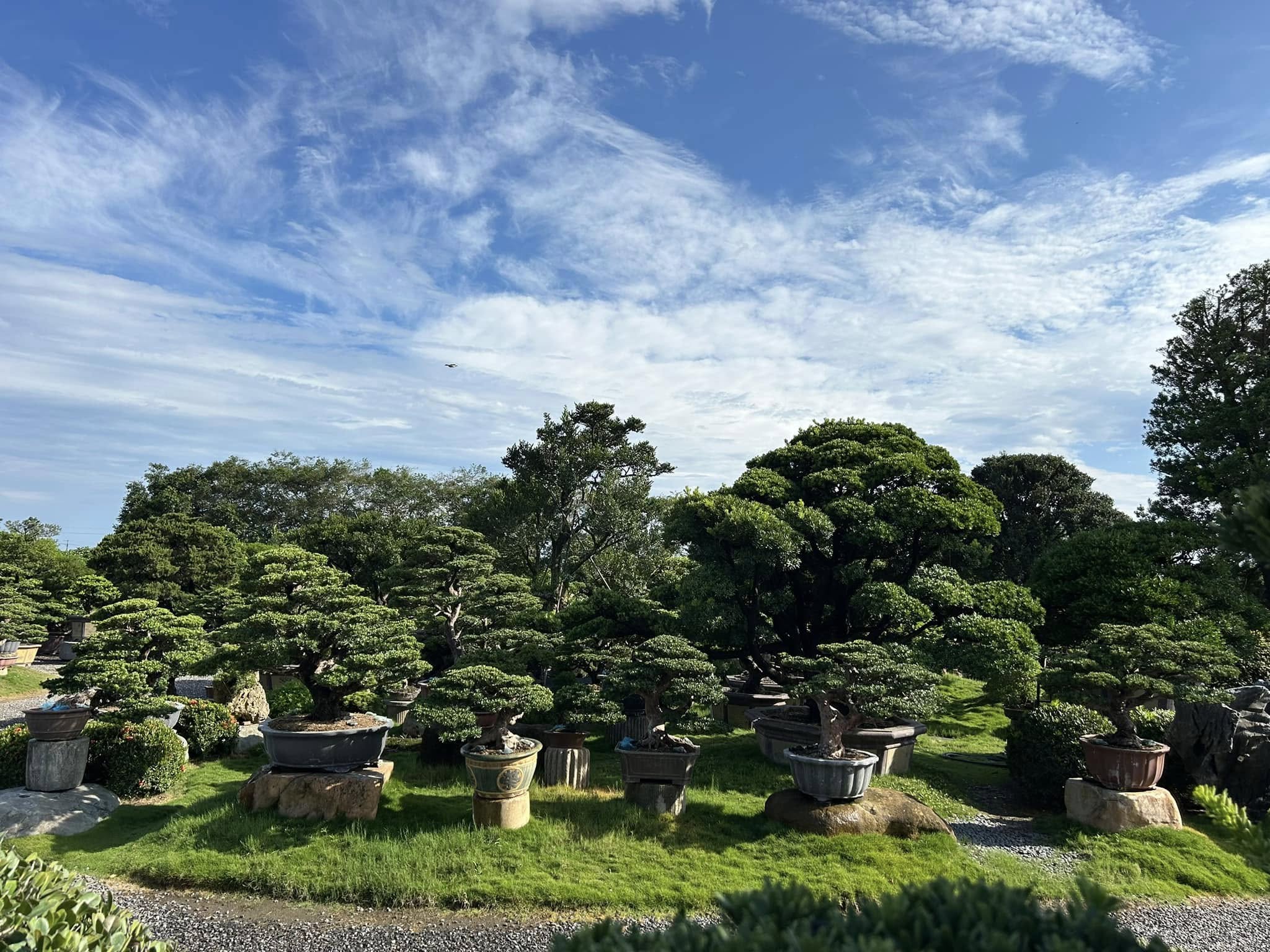 440755487 1538599616704362 2230982092791957901 n 走過精彩2024，一起加油！ 盆栽(Bonsai)