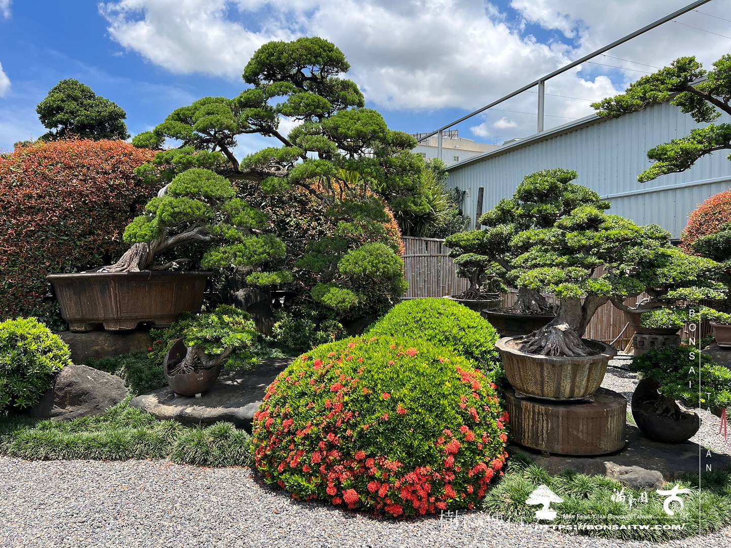 448981161 18406283371072922 7015197730867993188 n 走過精彩2024，一起加油！ 盆栽(Bonsai)