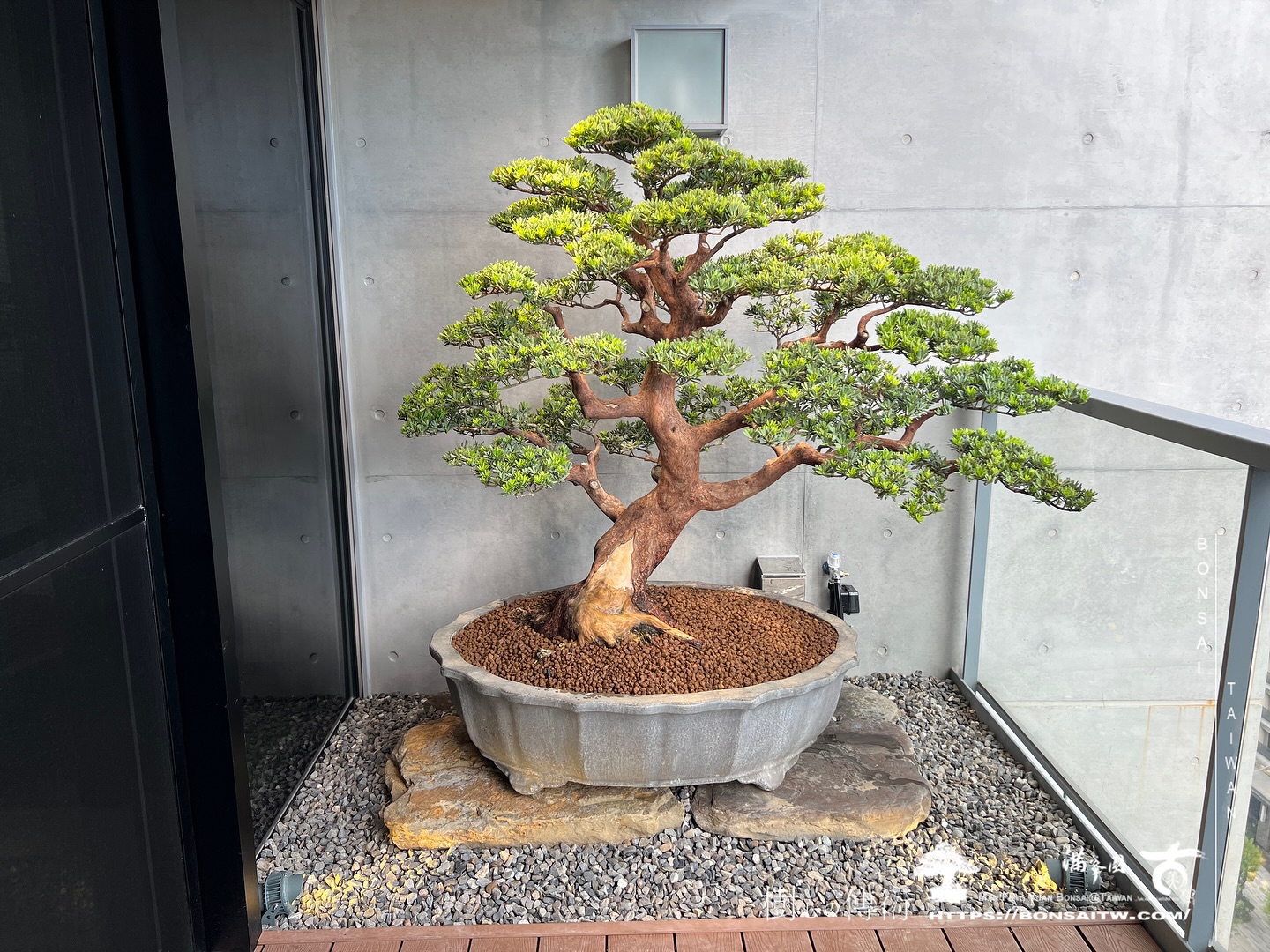 456118180 18416175046072922 1026591510443402579 n 走過精彩2024，一起加油！ 盆栽(Bonsai)