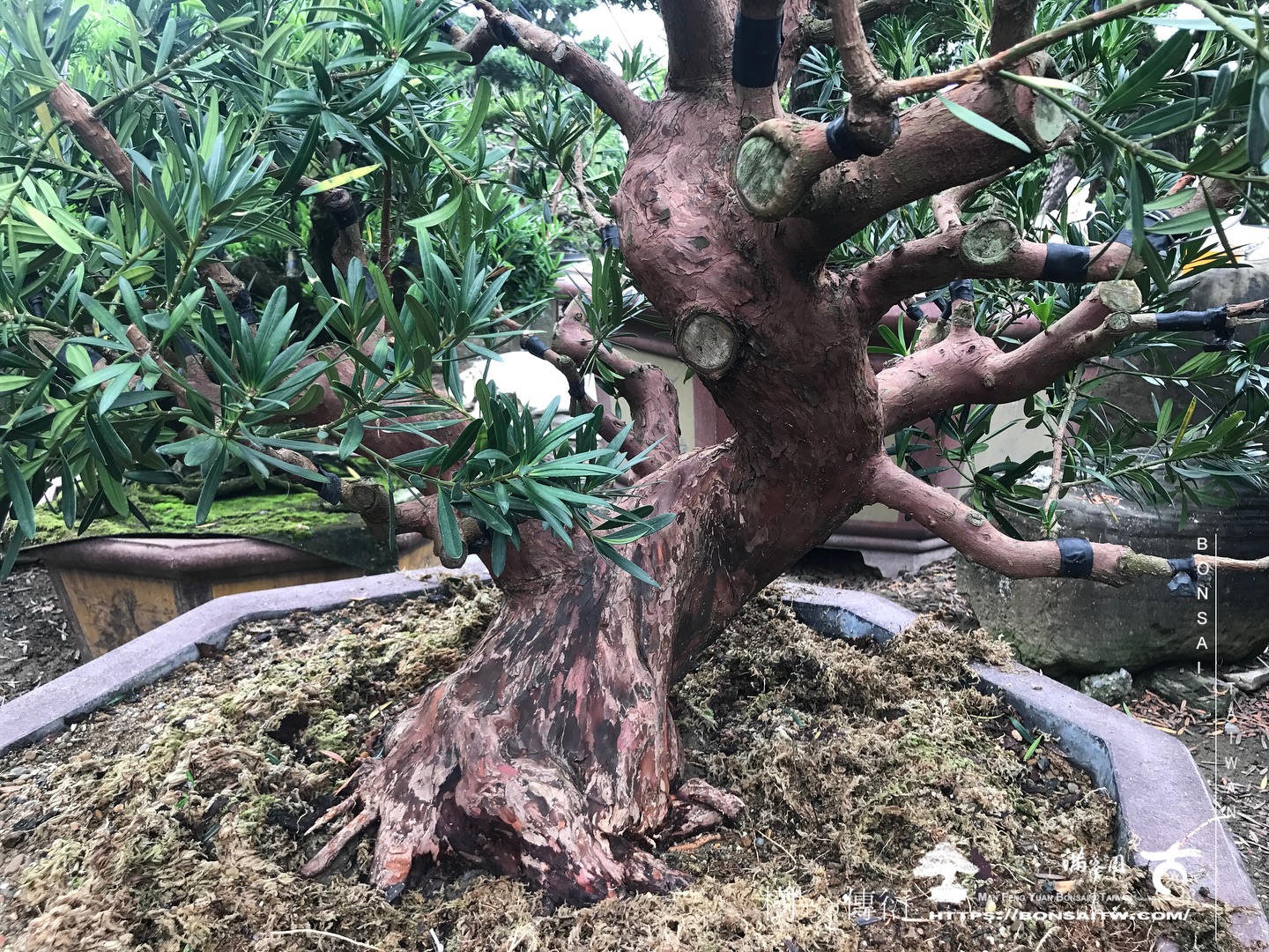 461285346 18422400319072922 8416557892145548330 n 走過精彩2024，一起加油！ 盆栽(Bonsai)