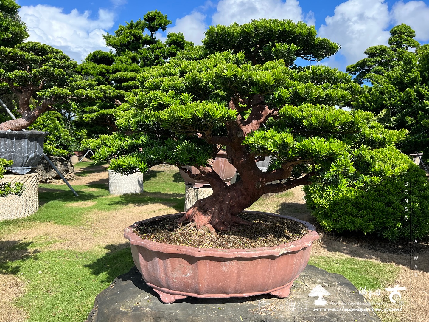 461289946 18422400283072922 7663560399975006326 n 走過精彩2024，一起加油！ 盆栽(Bonsai)