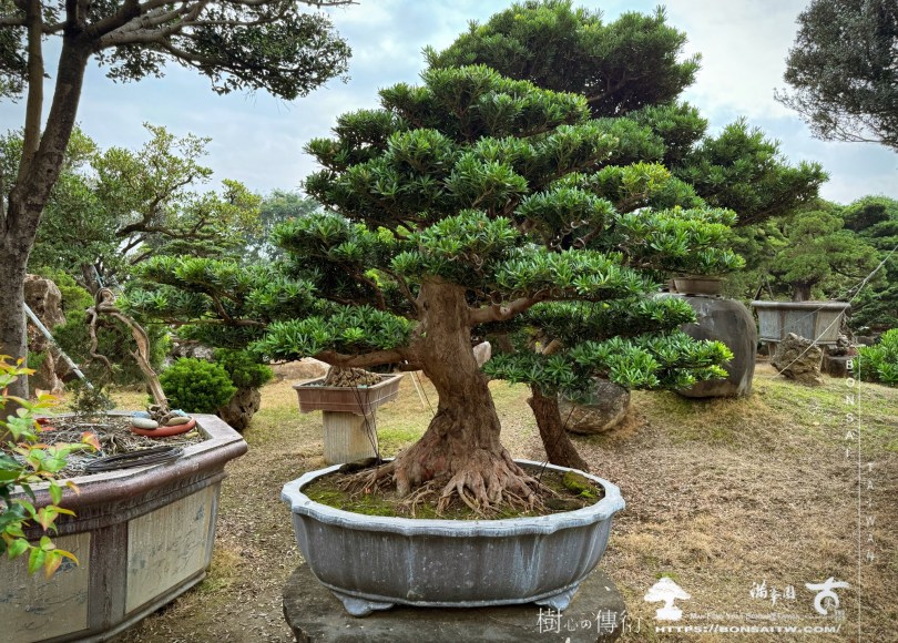 enlight2923 1 [晶鑽羅漢松]等待，是為了下一次的蛻變(103) 盆栽(Bonsai)
