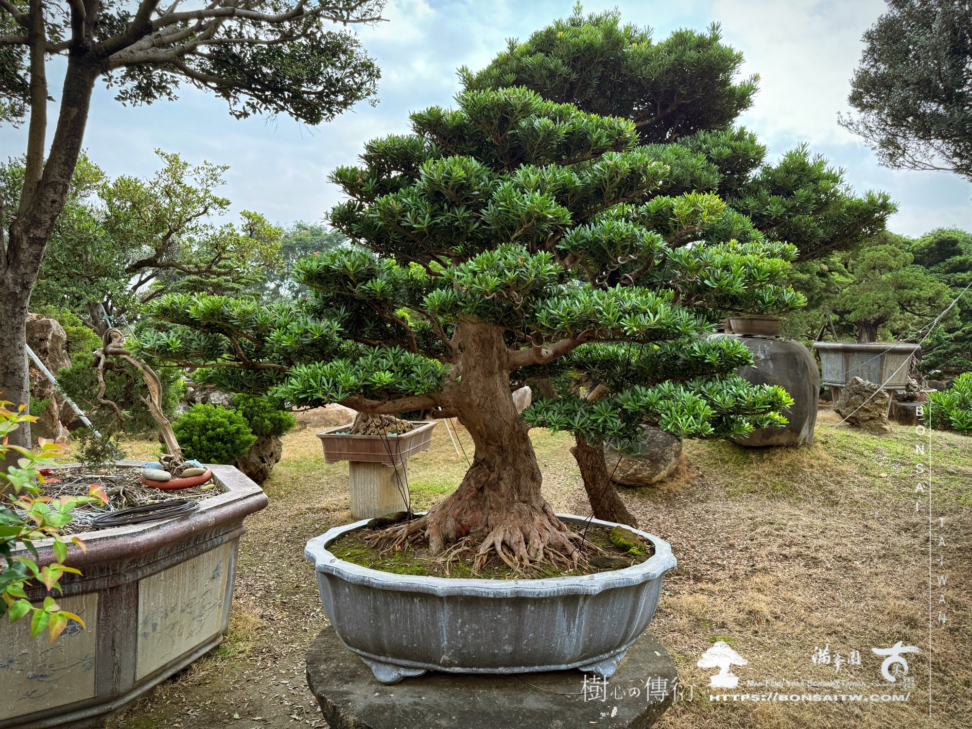 enlight2923 1 [晶鑽羅漢松]等待，是為了下一次的蛻變(103) 盆栽(Bonsai)