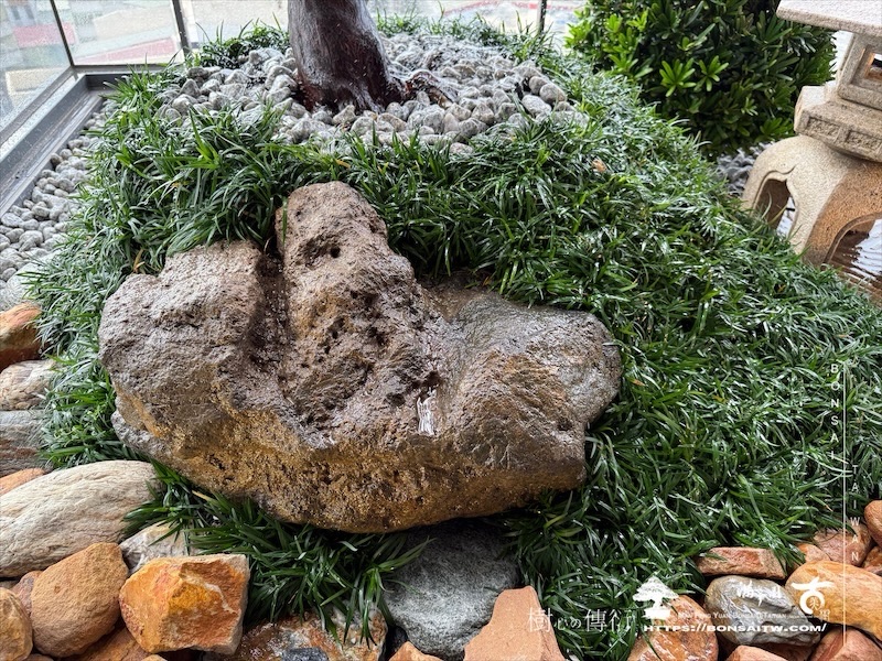 img 5761 1 [我們的作品]露台景觀設計施工-案1212 盆栽(Bonsai)