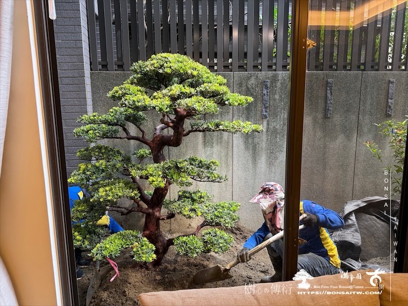 img 7295 1 [我們的作品]景觀設計施工-案122301 大型庭園樹專區(Garden Tree)