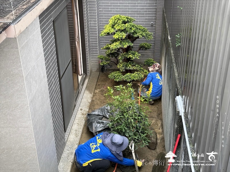 img 7296 1 [我們的作品]景觀設計施工-案122301 大型庭園樹專區(Garden Tree)