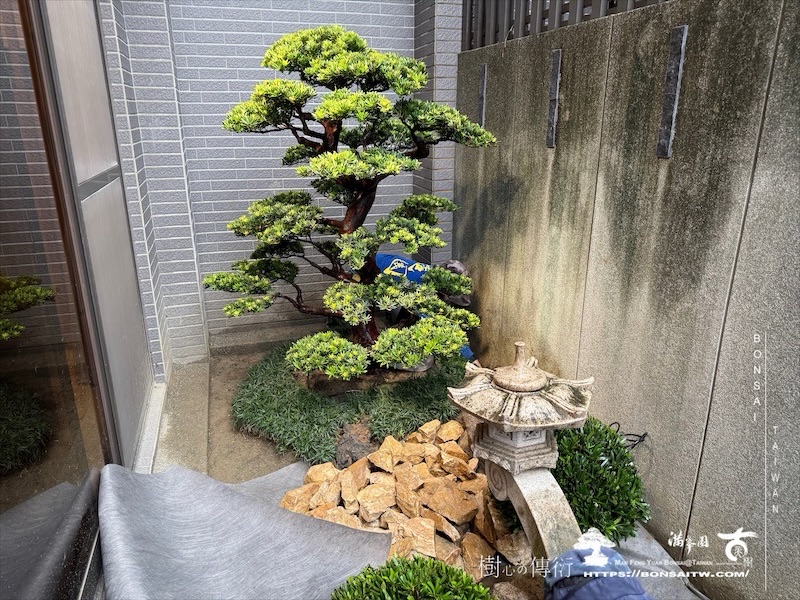 img 7302 1 [我們的作品]景觀設計施工-案122301 大型庭園樹專區(Garden Tree)