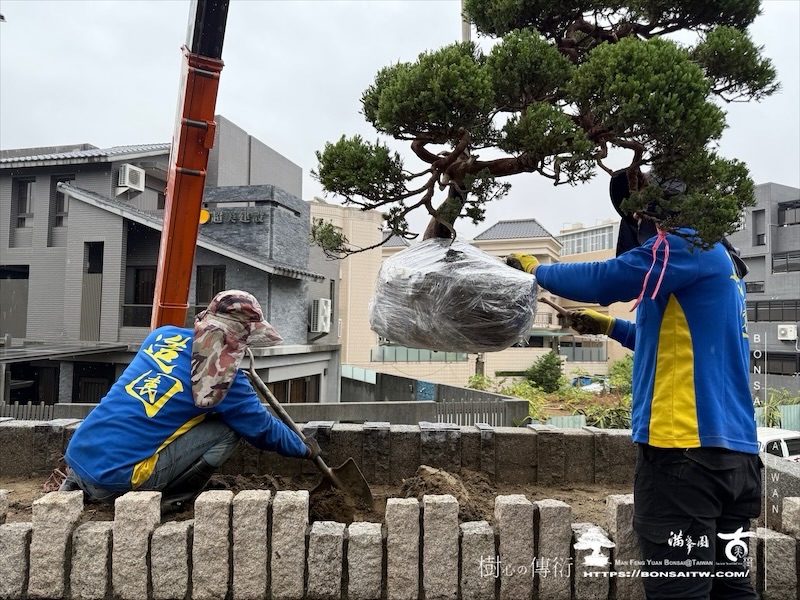 img 7426 1 [我們的作品]景觀設計施工-案122302 盆栽(Bonsai)