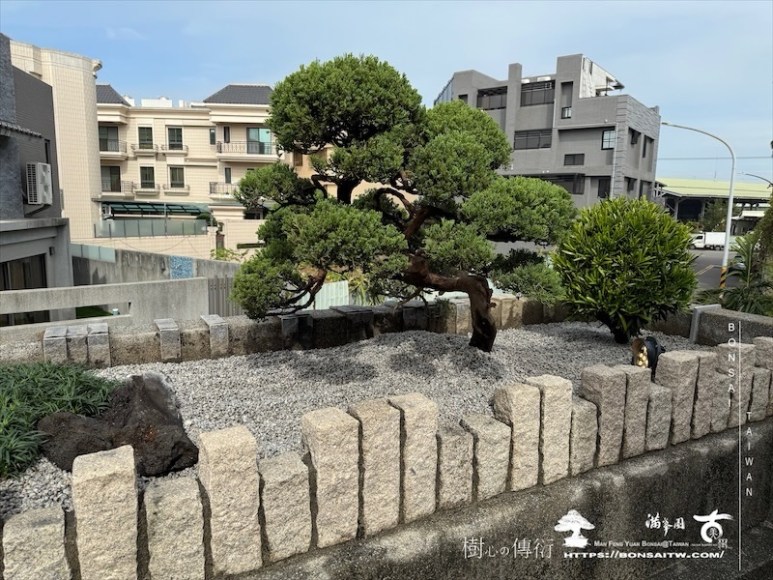 img 7446 1 [我們的作品]景觀設計施工-案122302 盆栽(Bonsai)