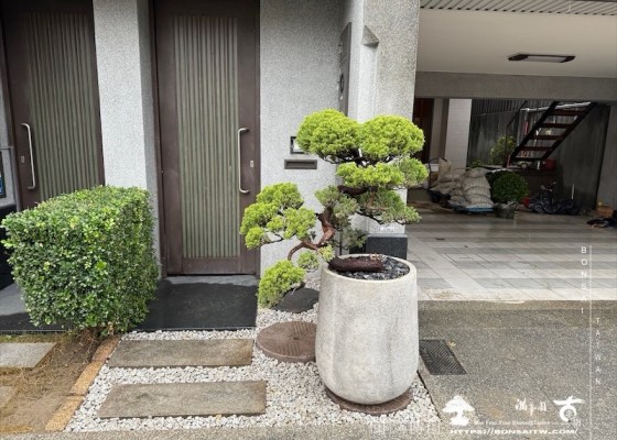 img 7513 1 [我們的作品]景觀設計施工-案122304 真柏(Juniperus chinensis)