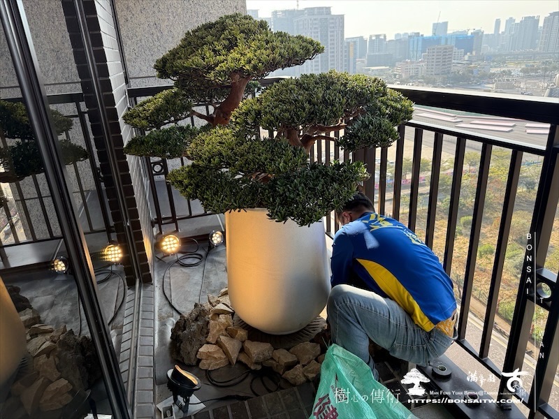 img 0189 1 [我們的作品]景觀設計施工-案0121 盆栽(Bonsai)