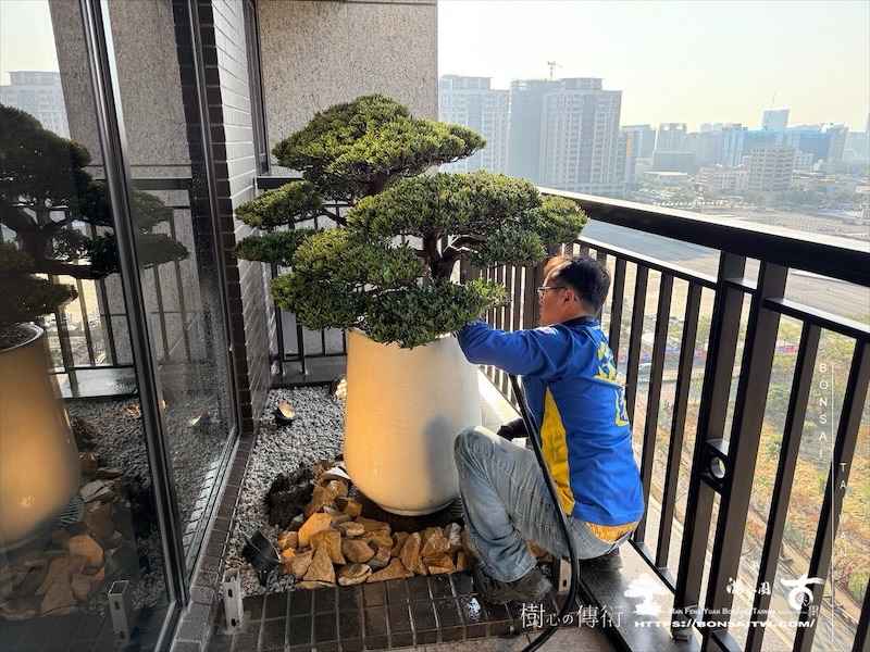 img 0191 1 [我們的作品]景觀設計施工-案0121 盆栽(Bonsai)