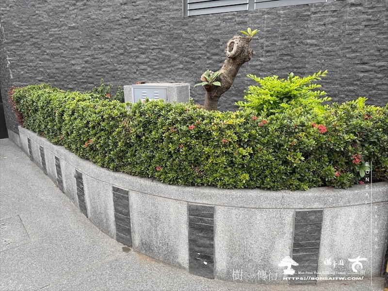 img 0686 1 [我們的作品]景觀設計施工-案0125 露台造景