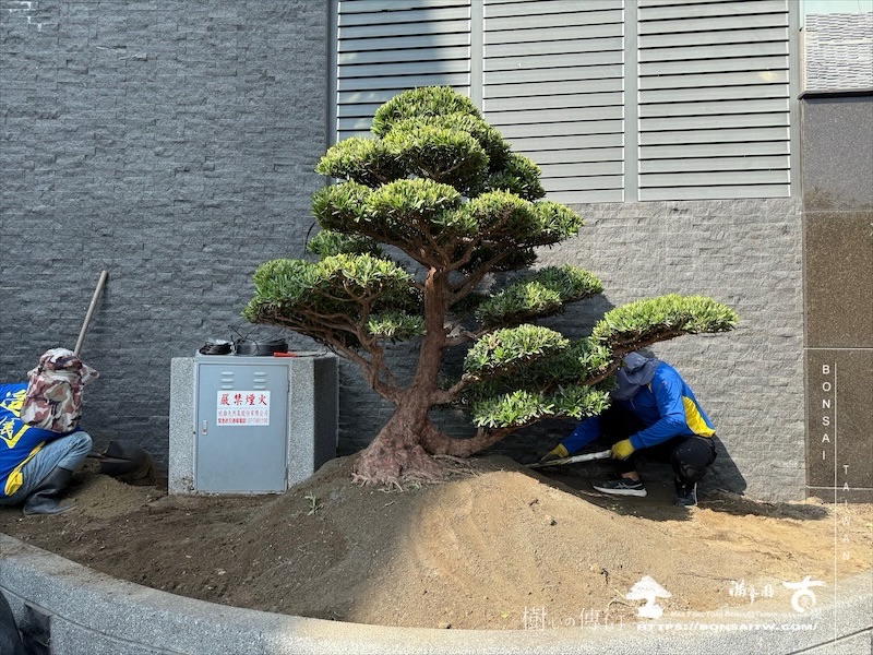 img 0690 1 [我們的作品]景觀設計施工-案0125 露台造景