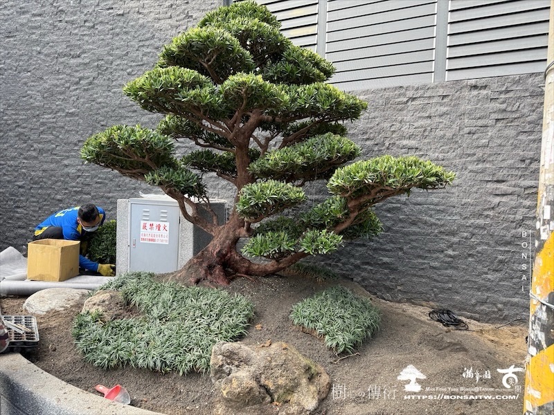 img 0700 1 [我們的作品]景觀設計施工-案0125 露台造景