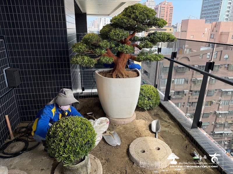 img 3579 1 [我們的作品]露台景觀設計施工-案0227 盆栽(Bonsai)
