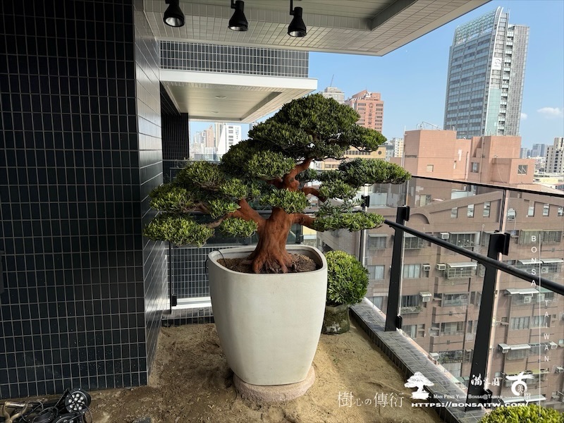 img 3580 1 [我們的作品]露台景觀設計施工-案0227 盆栽(Bonsai)