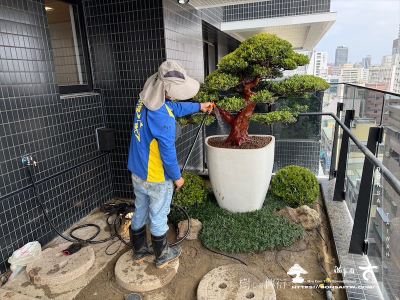 img 3584 1 [我們的作品]露台景觀設計施工-案0227 盆栽(Bonsai)