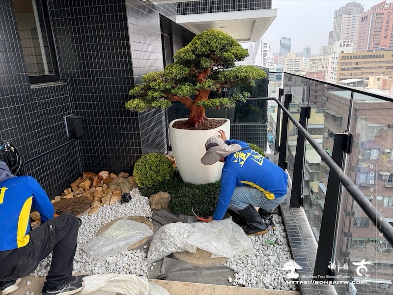 img 3585 1 [我們的作品]露台景觀設計施工-案0227 盆栽(Bonsai)
