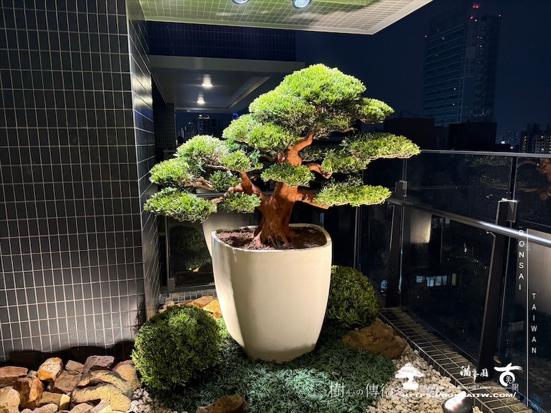 img 3845 1 [我們的作品]露台景觀設計施工-案0227 盆栽(Bonsai)