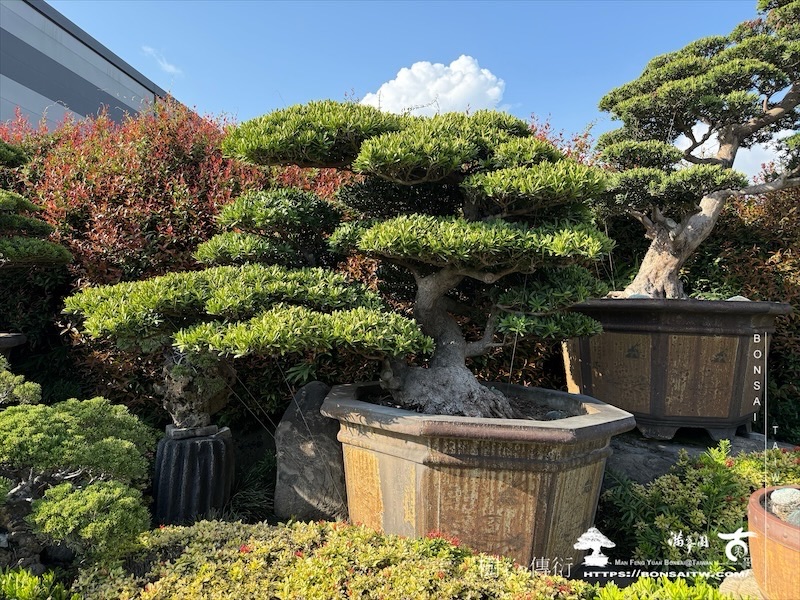 img 5618 1 [羅漢松]等待，是為了下一次的蛻變(40) 盆栽(Bonsai)