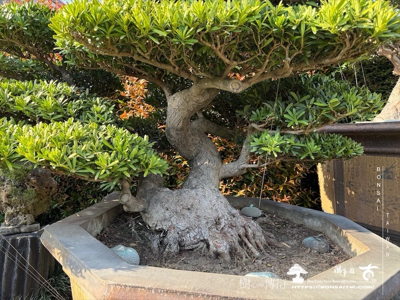 img 5619 1 [羅漢松]等待，是為了下一次的蛻變(40) 盆栽(Bonsai)