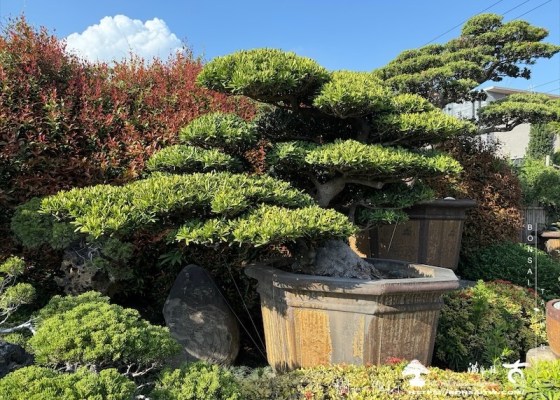 img 5620 1 [羅漢松]等待，是為了下一次的蛻變(40) 等待，是為了下一次的蛻變