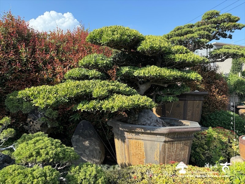 img 5620 1 [羅漢松]等待，是為了下一次的蛻變(40) 盆栽(Bonsai)