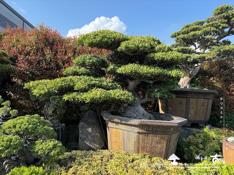 img 5621 1 [羅漢松]等待，是為了下一次的蛻變(40) 盆栽(Bonsai)