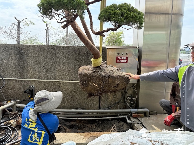 img 5989 1 [我們的作品]景觀設計施工-案0320 客戶案例